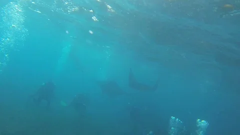 Diving with Manta Ray. Manta point Bali. Indonesia.  Stock Footage 90546658