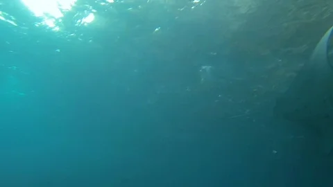 Diving with Manta Ray. Manta point Bali. Indonesia.  Stock Footage 90546689