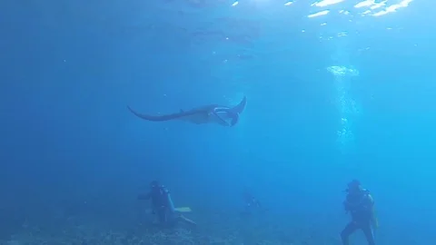 Diving with Manta Ray. Manta point Bali. Indonesia.  Stock Footage 90546710