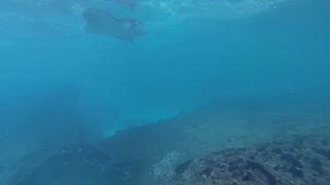 Diving with Manta Ray. Manta point Bali. Indonesia.  Stock Footage 90546782
