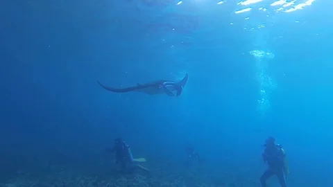Diving with Manta Ray. Manta point Bali. Indonesia.  Stock Footage 90546809