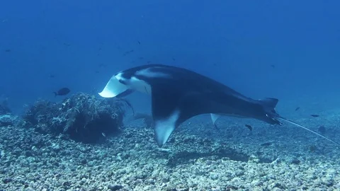 Diving with Manta rays is an awesome lifetime memory even for experience divers Stock Footage 94620329