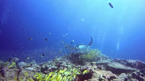 Diving with manta rays on the maldives Stock Footage 74791705