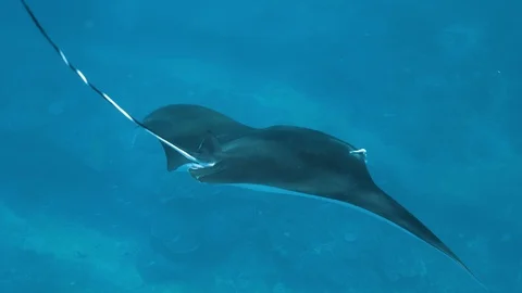 Diving Manta Rays Underwater Indonesia Slowmotion 4k Stock Footage 103470839