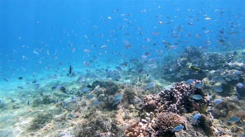 Diving with many fish in blue ocean Video stock 146552089