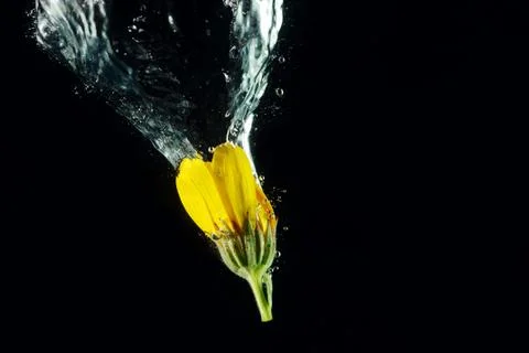 Diving marigold Stock Photos