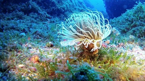 Diving in the Mediterranean sea Stock Footage