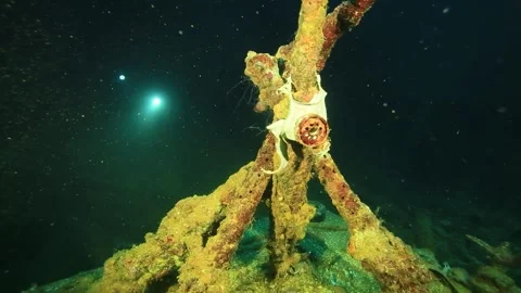 Diving in micronesia Stock Footage 325733543