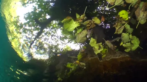 Diving - A mountain stream flows in a lake with floating leaves 020 Stock Footage 47968438