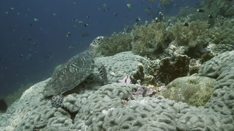 Diving into mystique hawksbill turtle encounter at banda islands Video stock 312078051