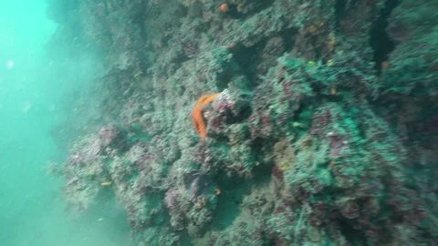 Diving  Naples Italy Vidéo 124438620