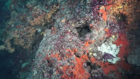 Diving  Naples Italy Vidéo 124439769