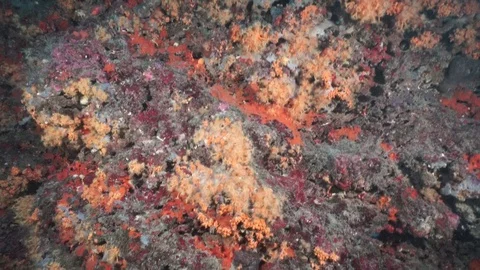 Diving  Naples Italy Vidéo 124439871