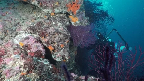 Diving  Naples Italy Vidéo 124439927