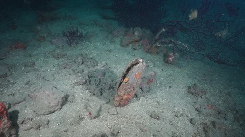 Diving  Naples Italy Vidéo 124439948