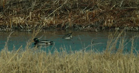 Diving Northern Pintail Stock Footage 293726050