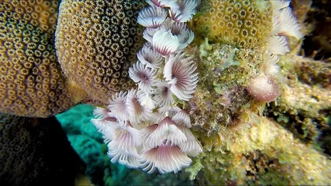 Diving the Ocean. Close up of feather duster worm as a part of the coral Stock Footage 112120382