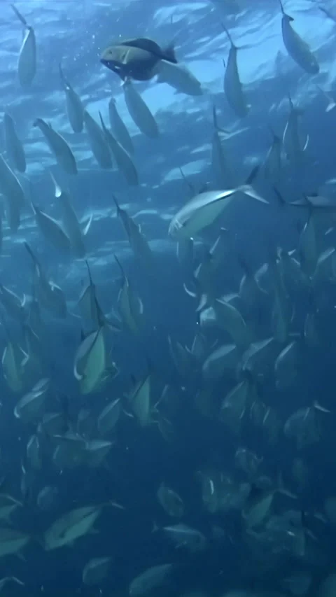 Diving Into an Ocean of Fish at Sipadan Island, Indonesia Stock Footage 344786030