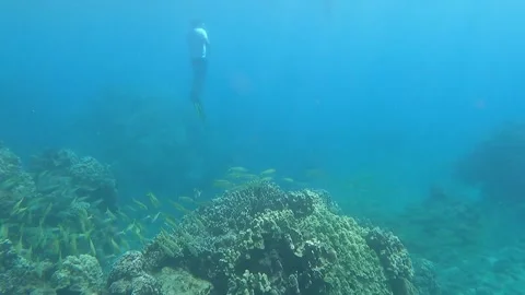Diving in the ocean of Hawaii Stock Footage 167859307
