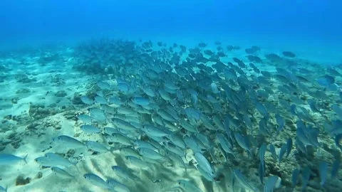 Diving in the ocean of Hawaii Vídeos de archivo 167859376