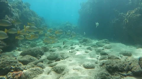 Diving in the ocean of Hawaii Stock Footage 167859385