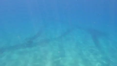 Diving in the ocean of Hawaii Stock Footage 167859399