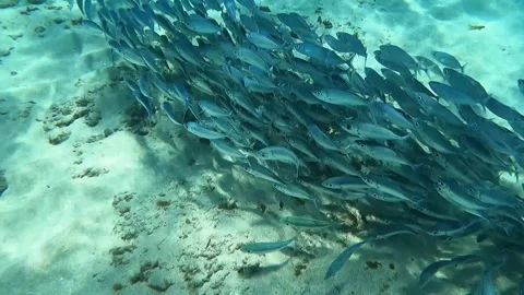 Diving in the ocean of Hawaii Video stock 167859445