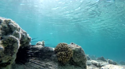 Diving in the ocean. Lagoon, Diving, Stock Footage 61239391