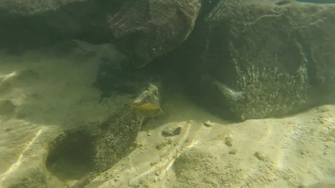 Diving with an Ostracion cubicus boxfish in the reef of Bel Ombre, Mauritius Stock Footage 199438344
