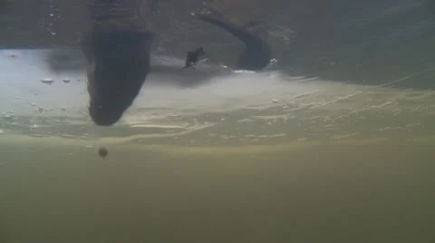 Diving otter Video stock 21249217
