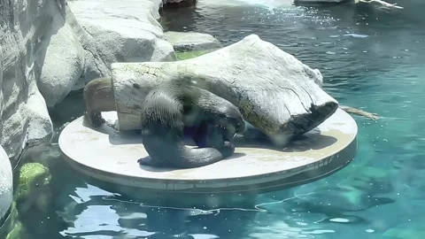 Diving Otters on Platform Stock Footage 247579448