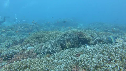 Diving over a coral reef in Bali, Indonesia Video stock 106567513