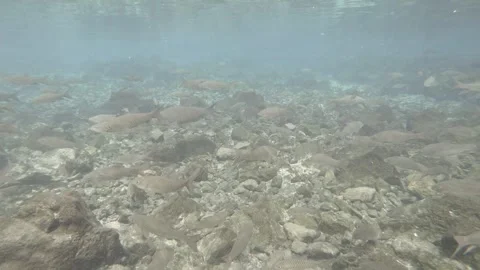 Diving past the fish Stock Footage 269660100