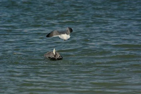 A diving pelican Stock Photos
