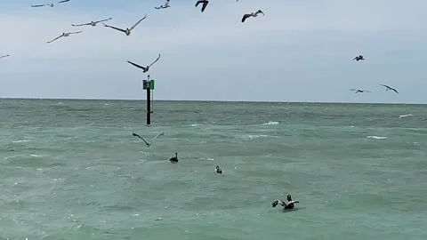 Diving pelicans Stock Footage 242427884