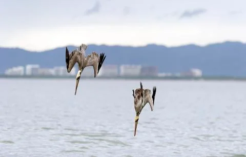 Diving Pelicans Stock Photos