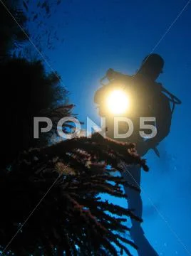 Diving Stock Photos