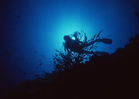 Diving Stock Photos