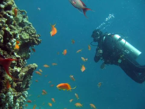 Diving Stock Photos