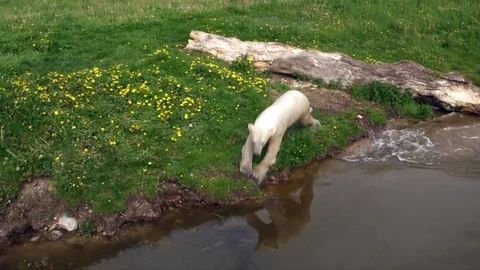 Diving polarbear Stock Footage 104149378