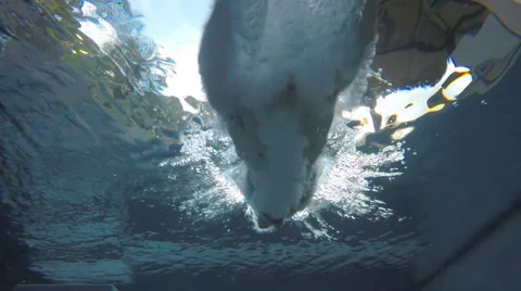 Diving into Pool Swimming Stock Footage 46075701