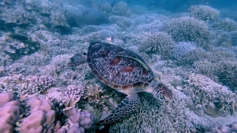 Diving pov orbit shot to a green sea turtle searching for algae Stock Footage 336863265
