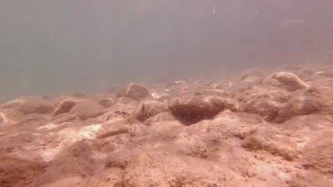 Diving POV Stones Stock Footage 159150518