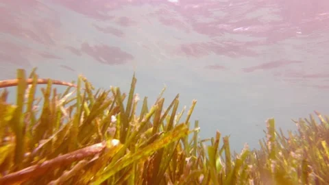 Diving POV Underwater Stock Footage 158730821