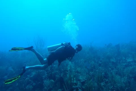 Diving in Puerto Rico Stock-Fotos