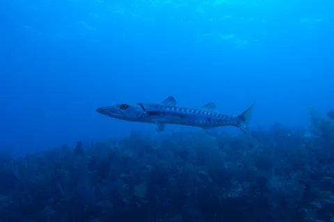 Diving in Puerto Rico Stock Photos