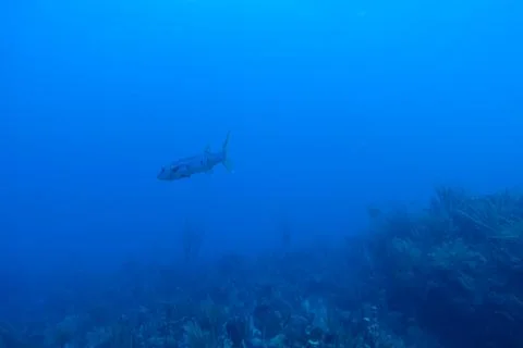 Diving in Puerto Rico Stock Photos