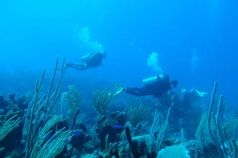 Diving in Puerto Rico Stock-Fotos