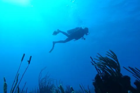Diving in Puerto Rico Foto stock