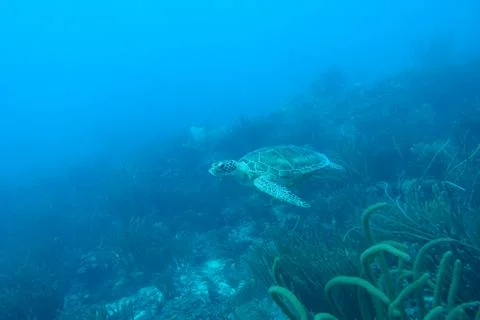 Diving in Puerto Rico Stock Photos